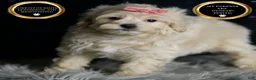 Maltipoo dogs for sale: Athena - Ad 5
