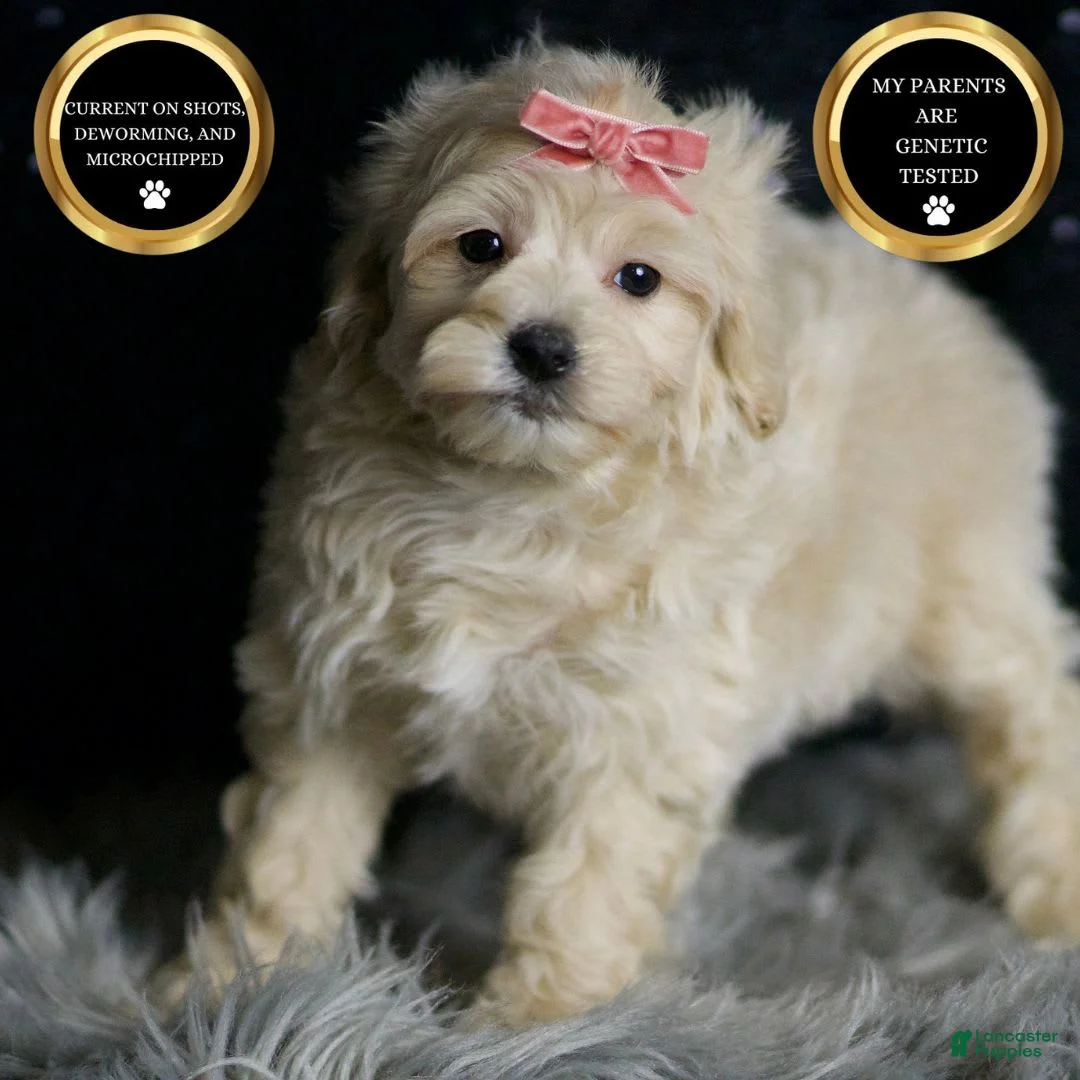 Maltipoo dogs for sale: Athena - Ad 5