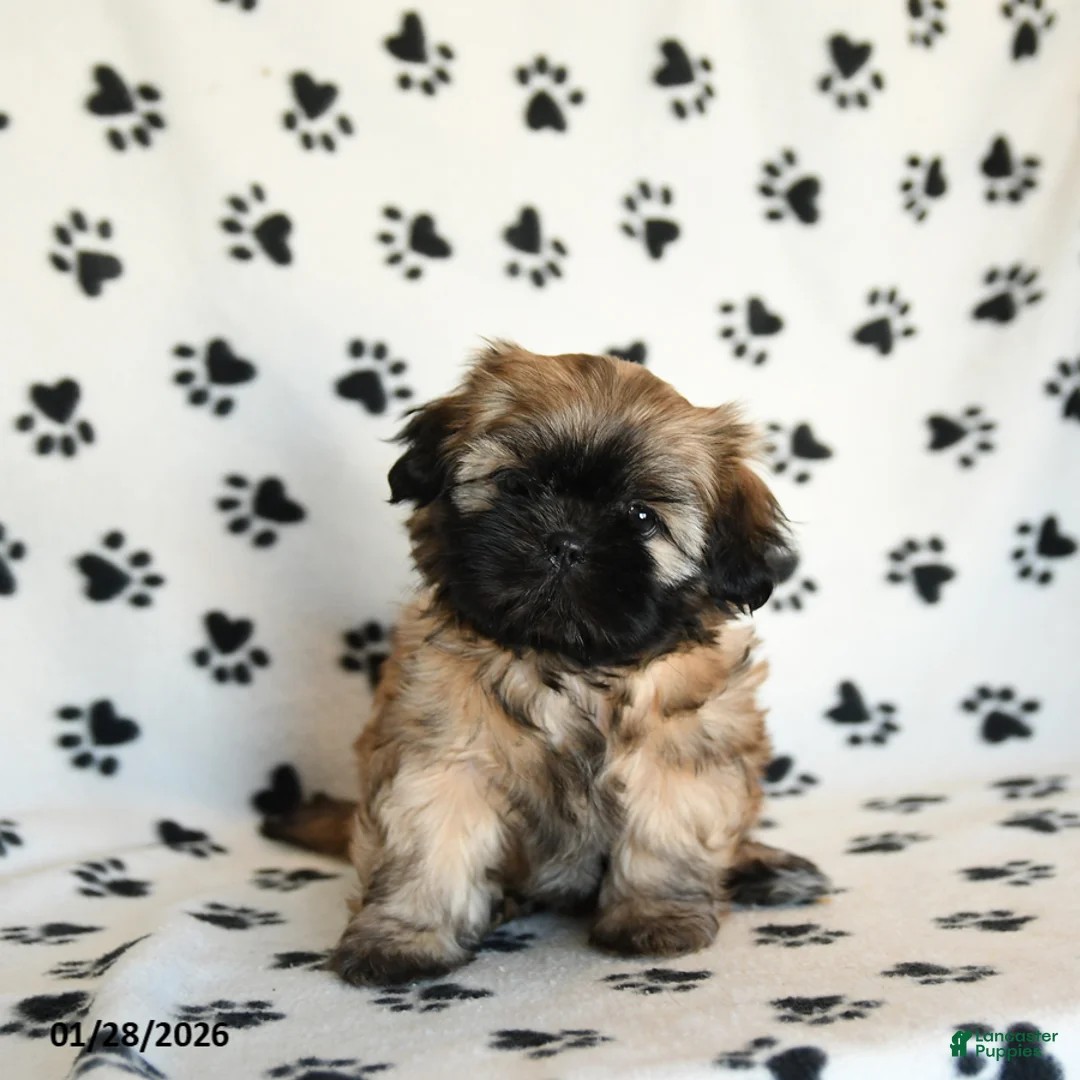 Shih Tzu dogs for sale: Olivia - Ad 2