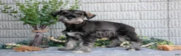 Miniature Schnauzer dogs for sale: Jacob - Ad 3