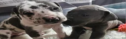 Great Dane dogs for sale: Blue  - Ad 4