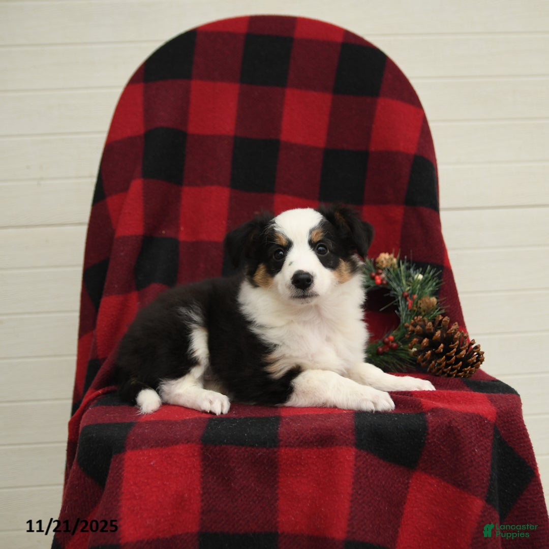 Mixed Breed dogs for sale: Patches - Ad 4