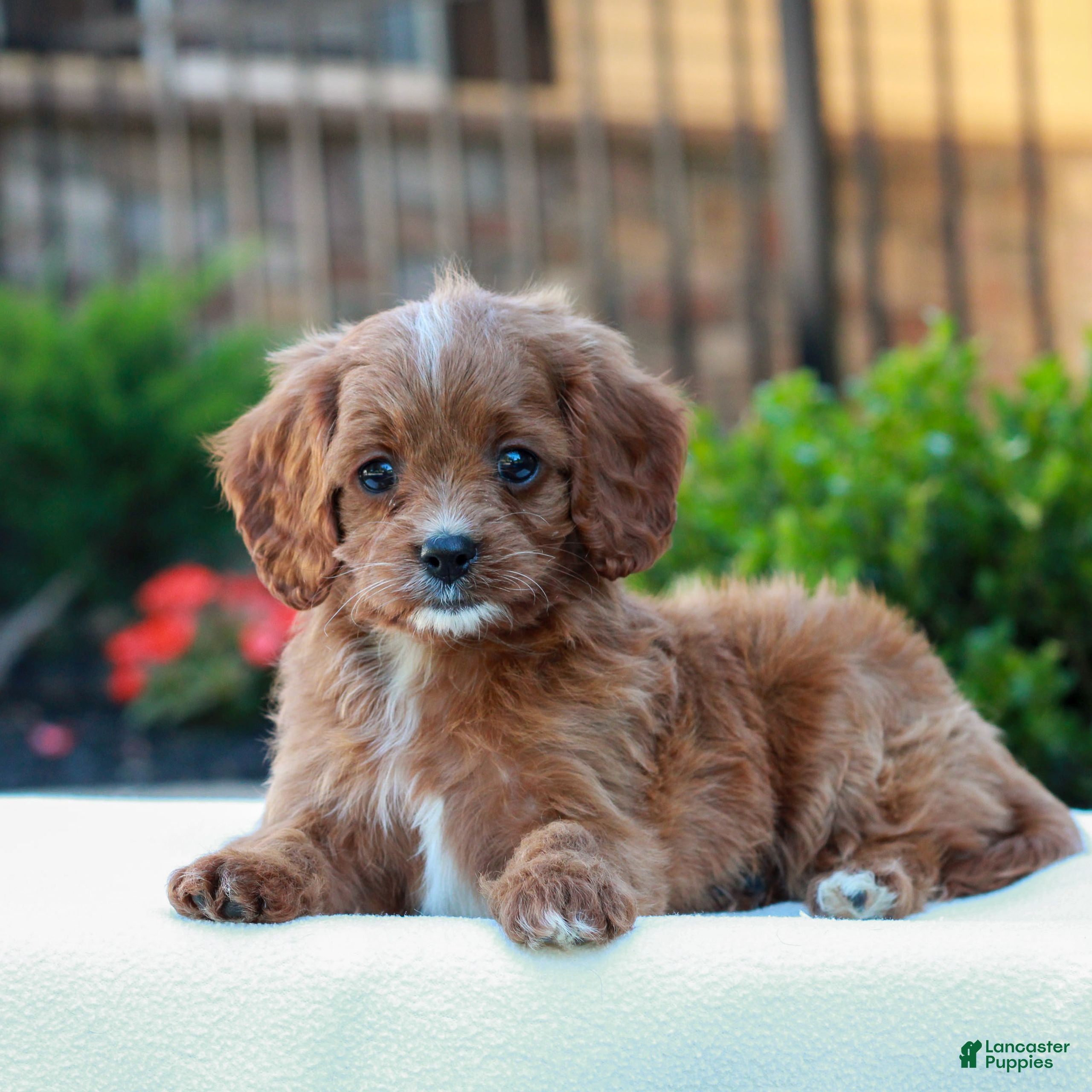 Cavapoo dogs Opal  - Ad 1
