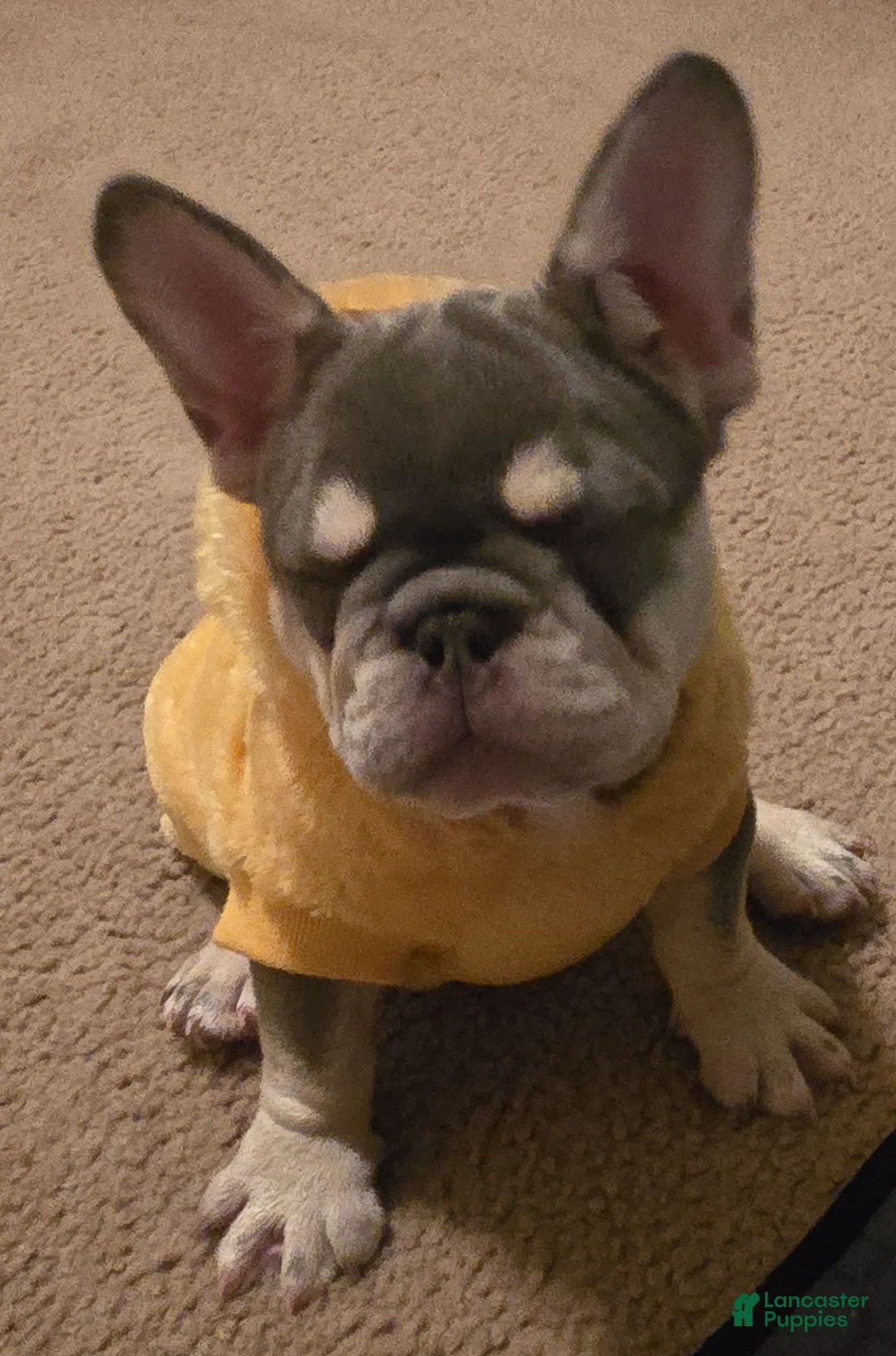French Bulldog dogs for sale: French Bulldog Puppy 2 - Ad 2