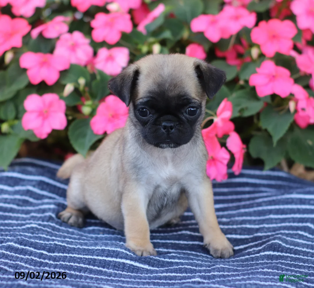 Pug dogs for sale: Bonnie - Ad 1