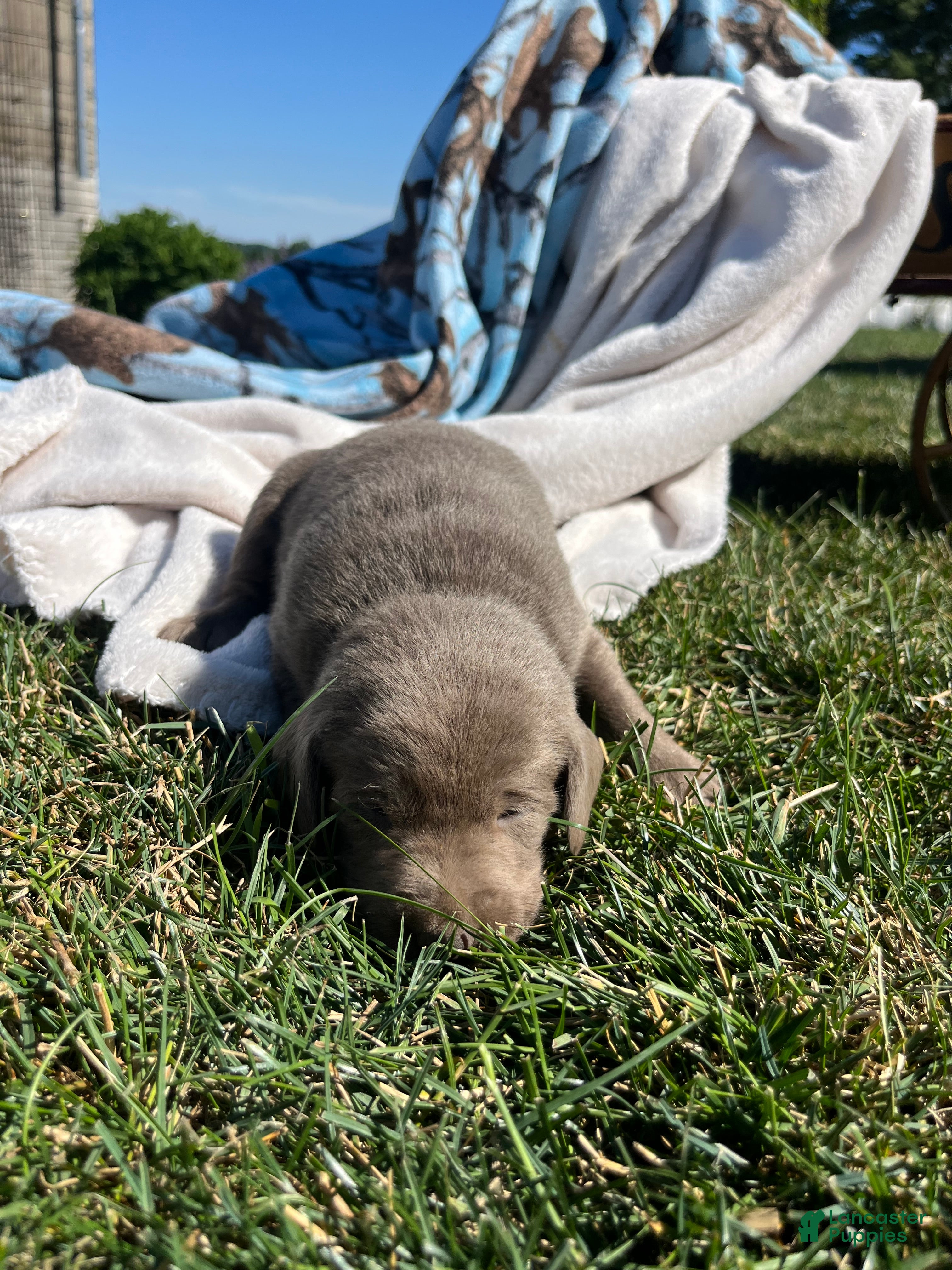 Labrador Retriever dogs THEA❤️AKC Hip Cert - Ad 1