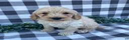 Mini Goldendoodle dogs for sale: Logan - Ad 3