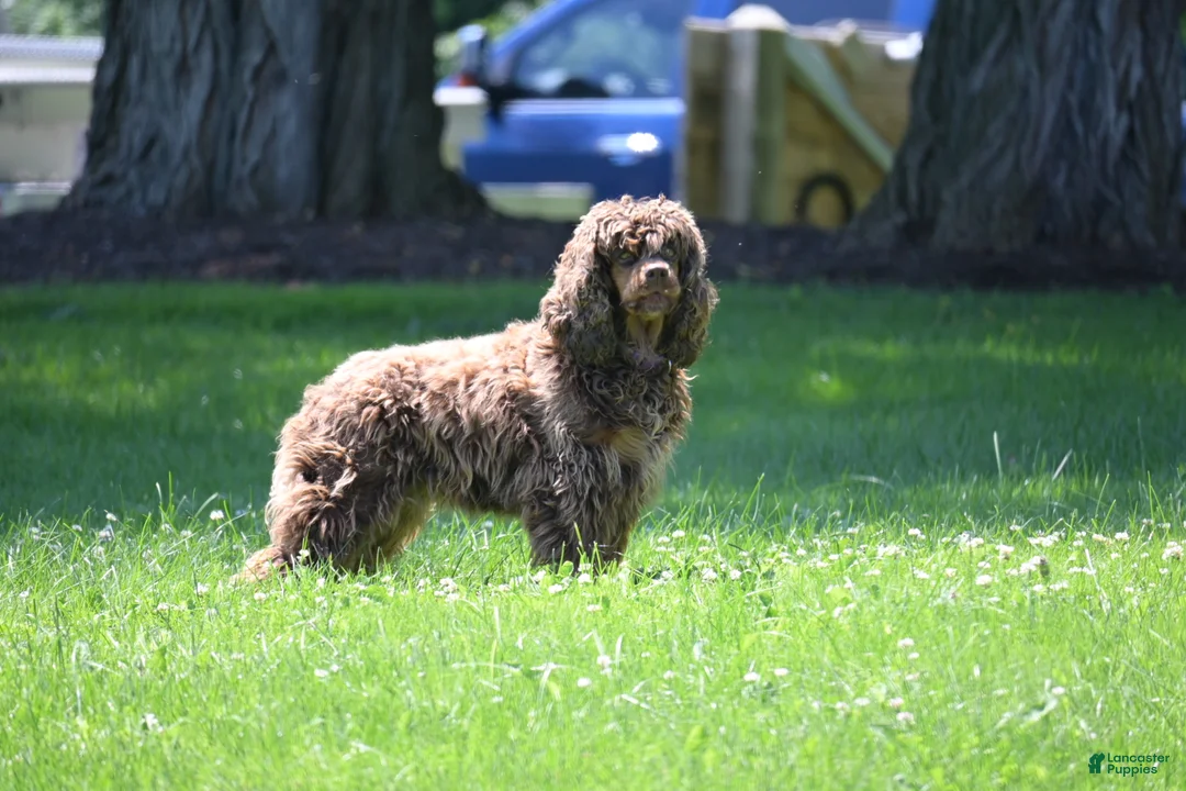 Cocker Spaniel dogs for sale: Cocker Spaniel 1 - Ad 4