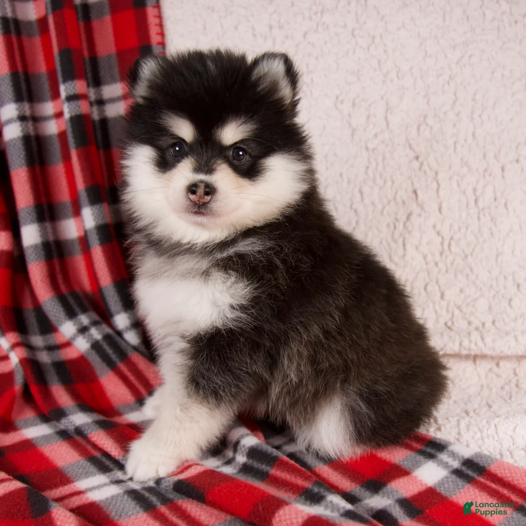 Pomsky dogs for sale: Jane - Ad 1