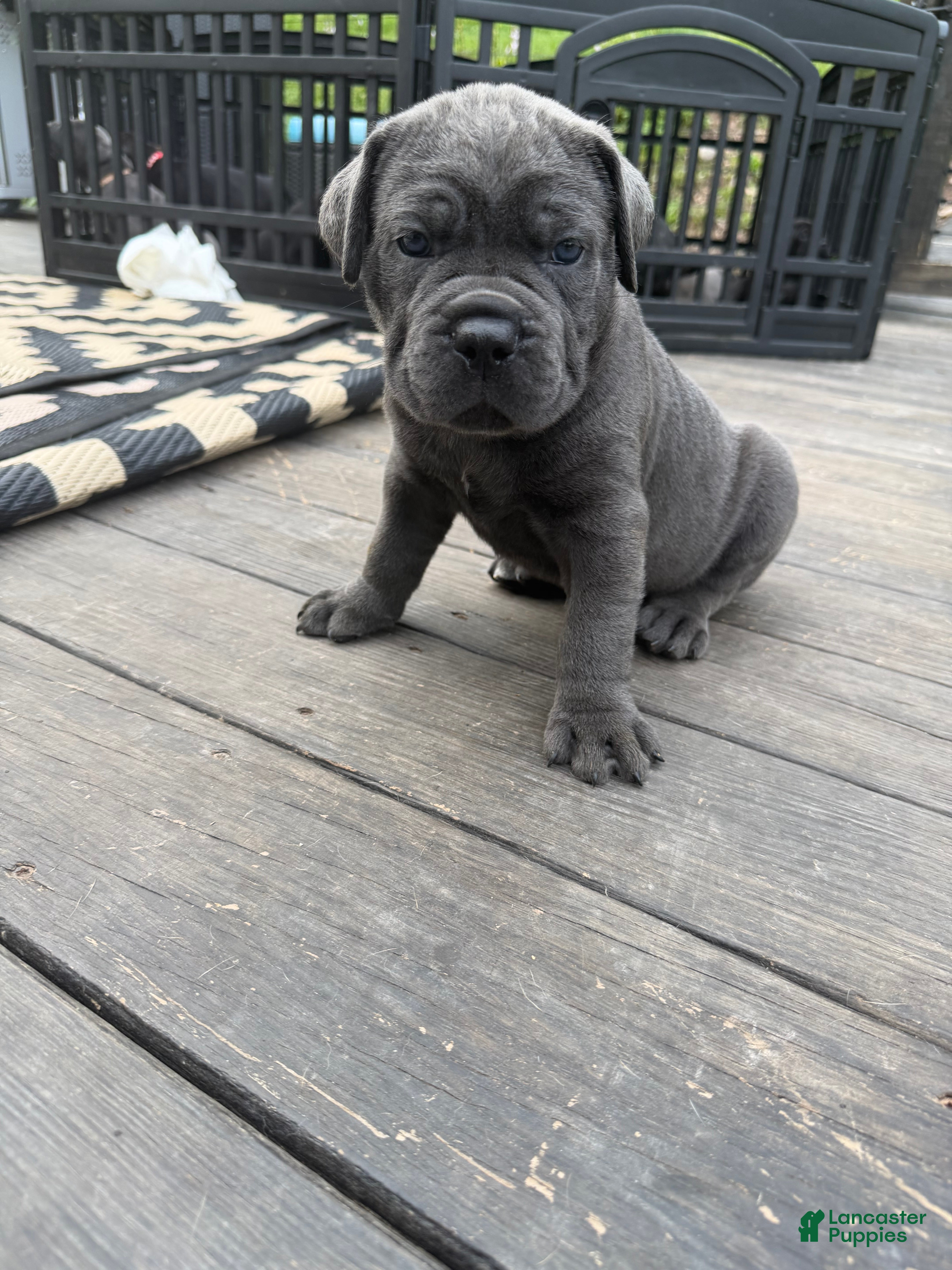 Cane Corso dogs Dark Pink Collar -Griselda - Ad 1