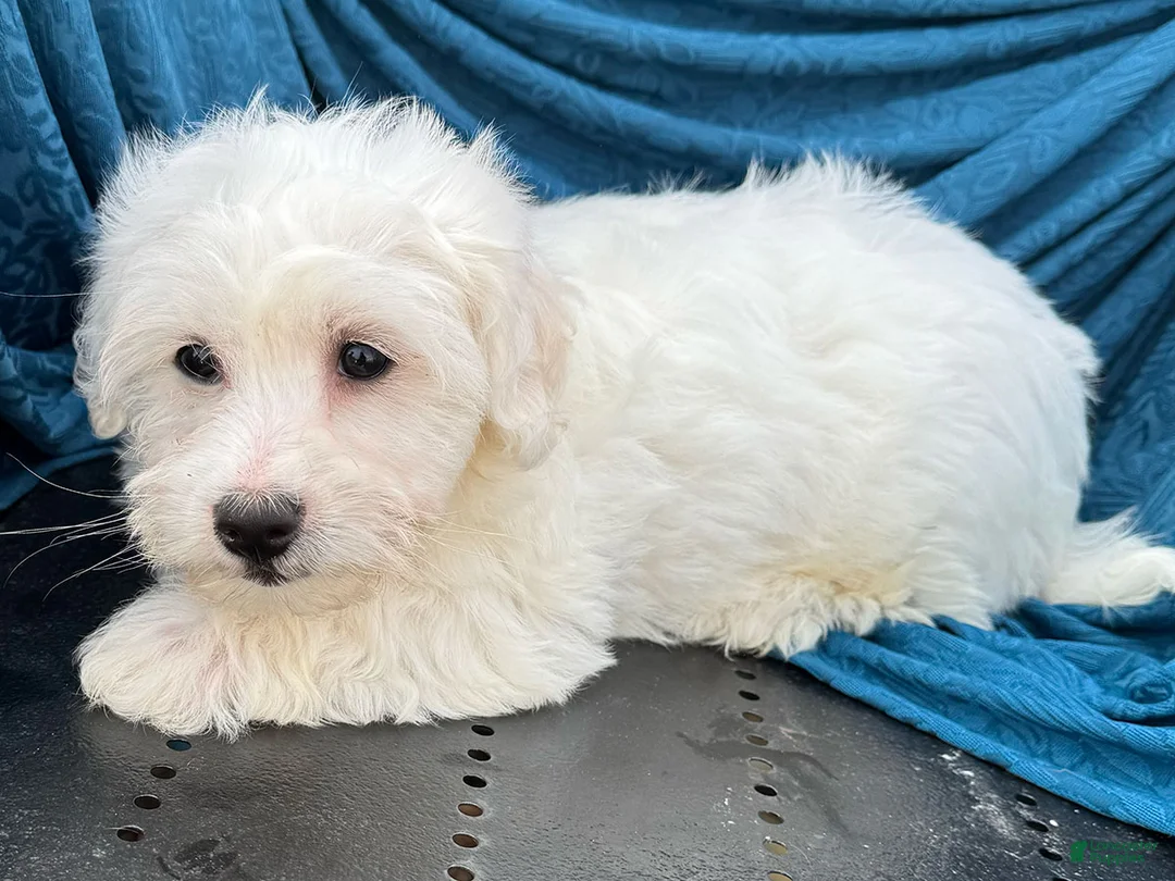 Mixed Breed dogs for sale: Stan - Ad 4