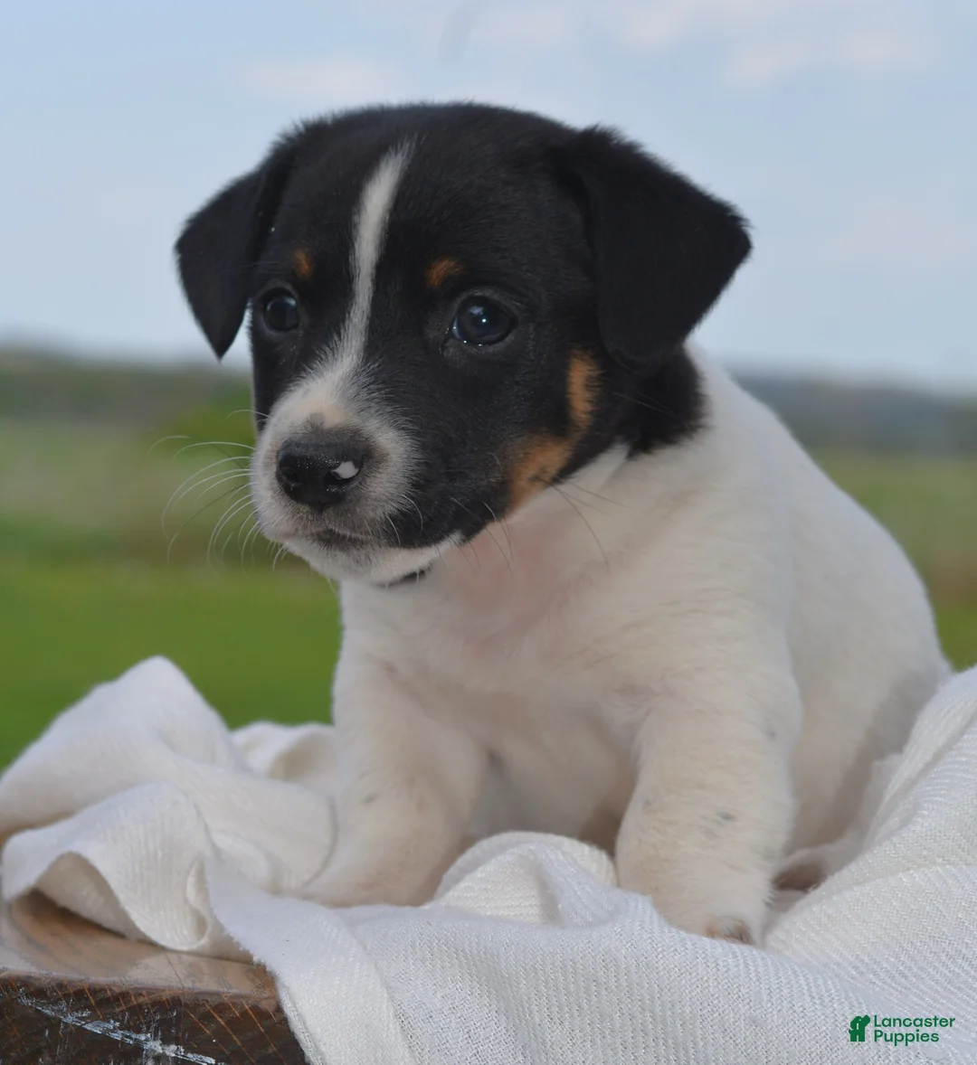 Jack Russell Terrier dogs for sale: Mitch - Ad 1