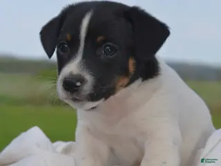 Jack Russell Terrier dogs for sale: Mitch - Ad 1