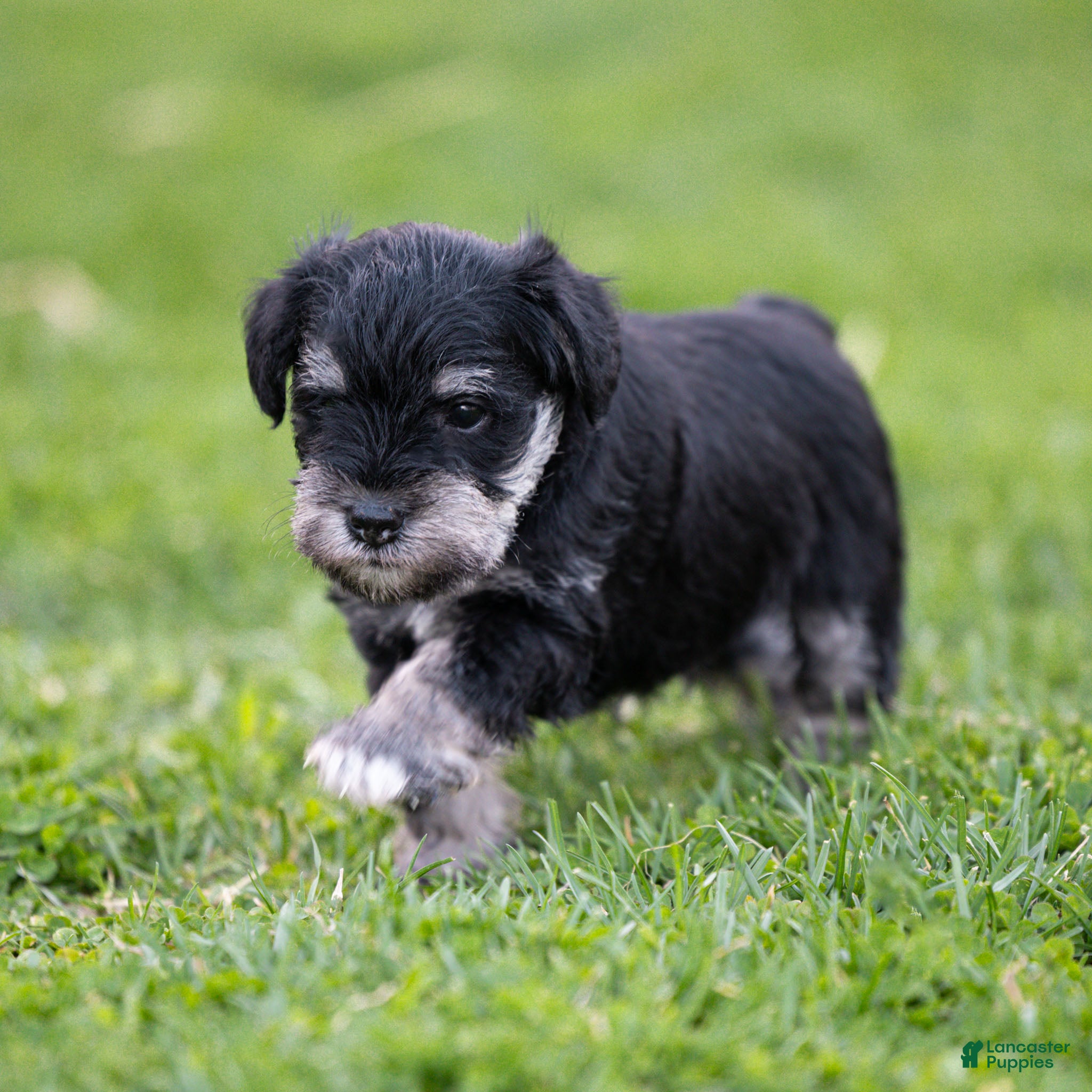 Miniature Schnauzer dogs George Miniature Schnauzer Puppy  - Ad 2