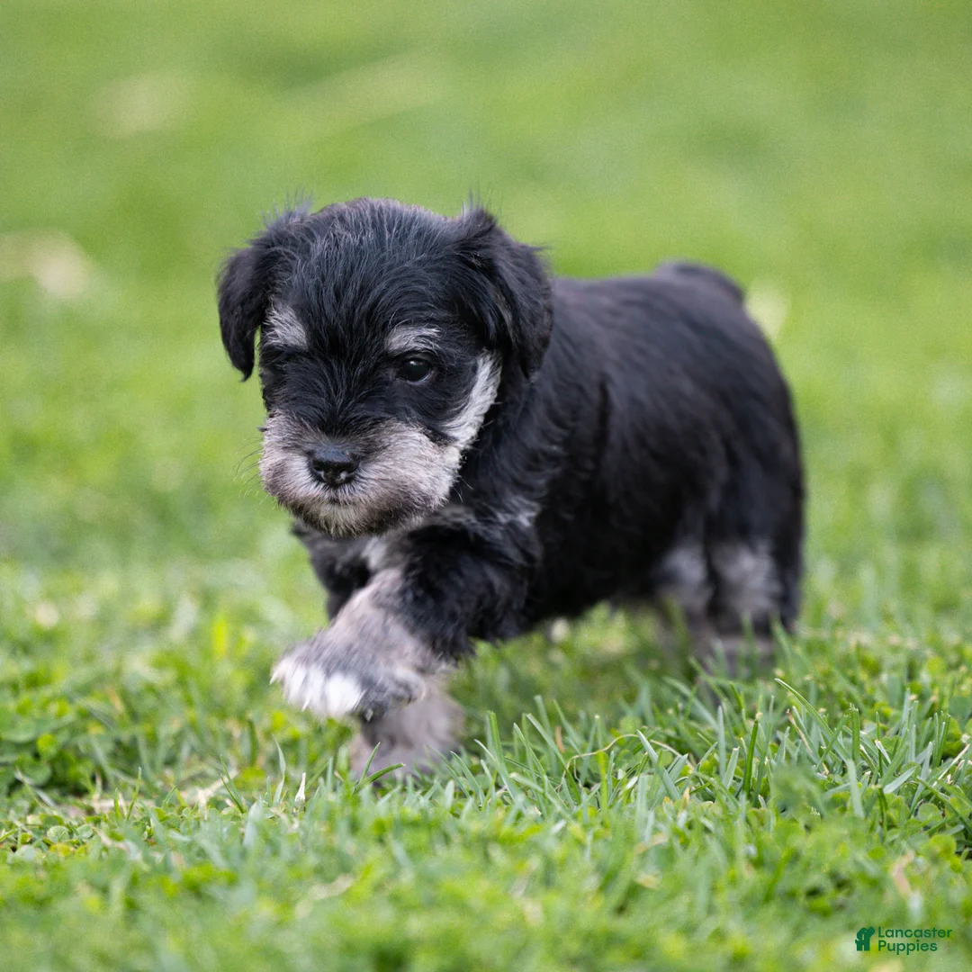 Miniature Schnauzer dogs for sale: George Miniature Schnauzer Puppy  - Ad 2