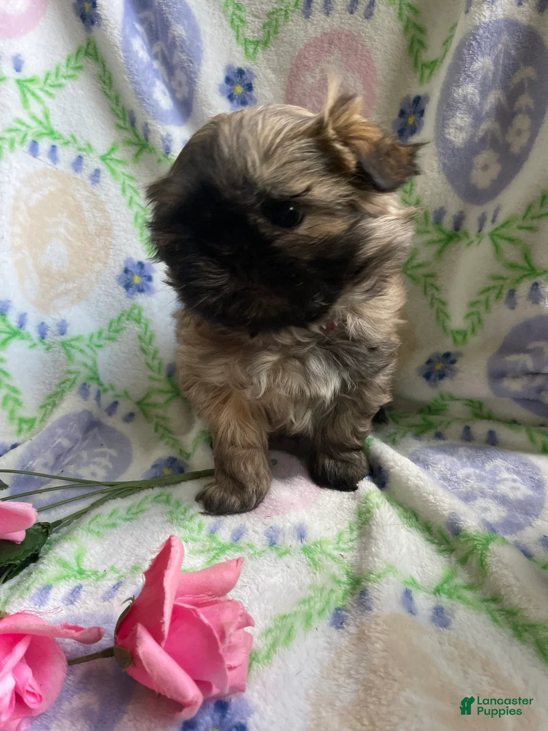 Shih Tzu dogs for sale: Ringo - Ad 4