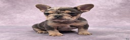 French Bulldog dogs for sale: Remi - Ad 8