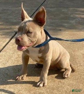 American Bully dogs American Bully Puppy 1 - Ad 2