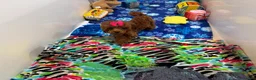 Toy Poodle dogs for sale: Toy Poodle 1 - Ad 2