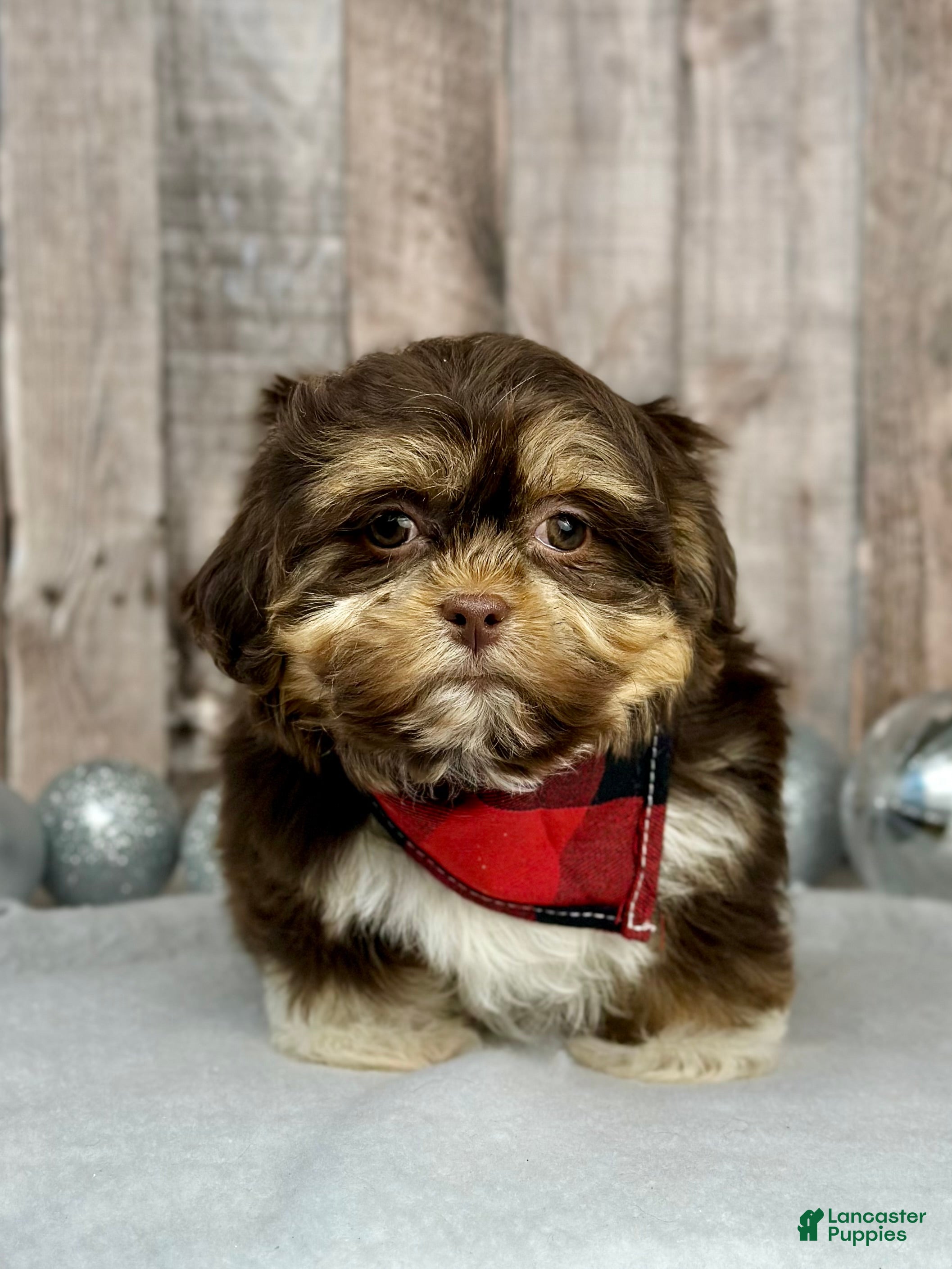 Mixed Breed dogs Girl Tinsel - 9230 - Ad 41