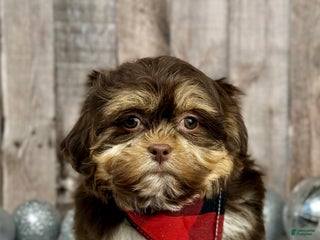 Mixed Breed dogs Girl Tinsel - 9230 - Ad 40