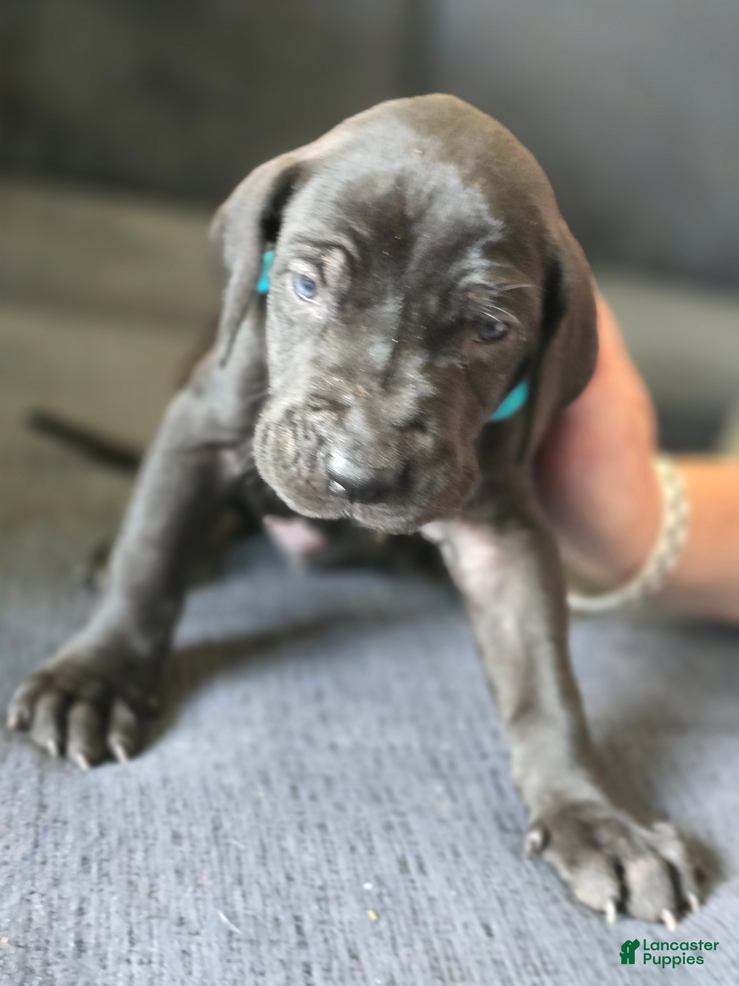 Mixed Breed dogs Blue - Ad 1