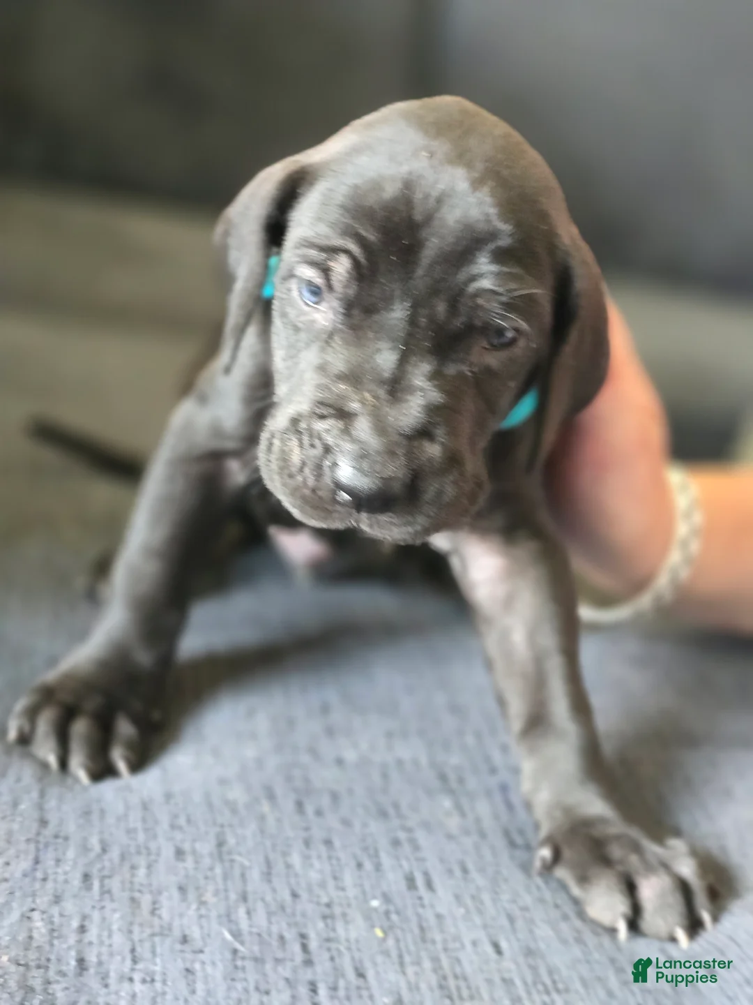 Mixed Breed dogs for sale: Blue - Ad 1