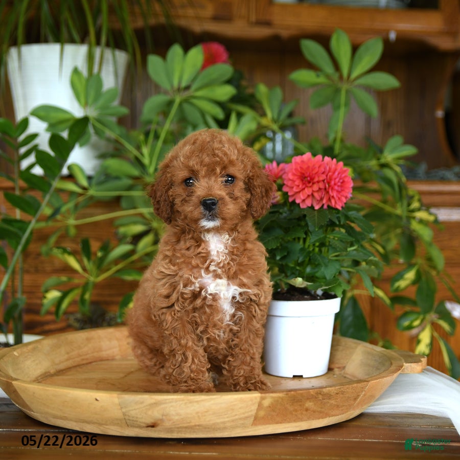 Mini Goldendoodle dogs Adeline  - Ad 1