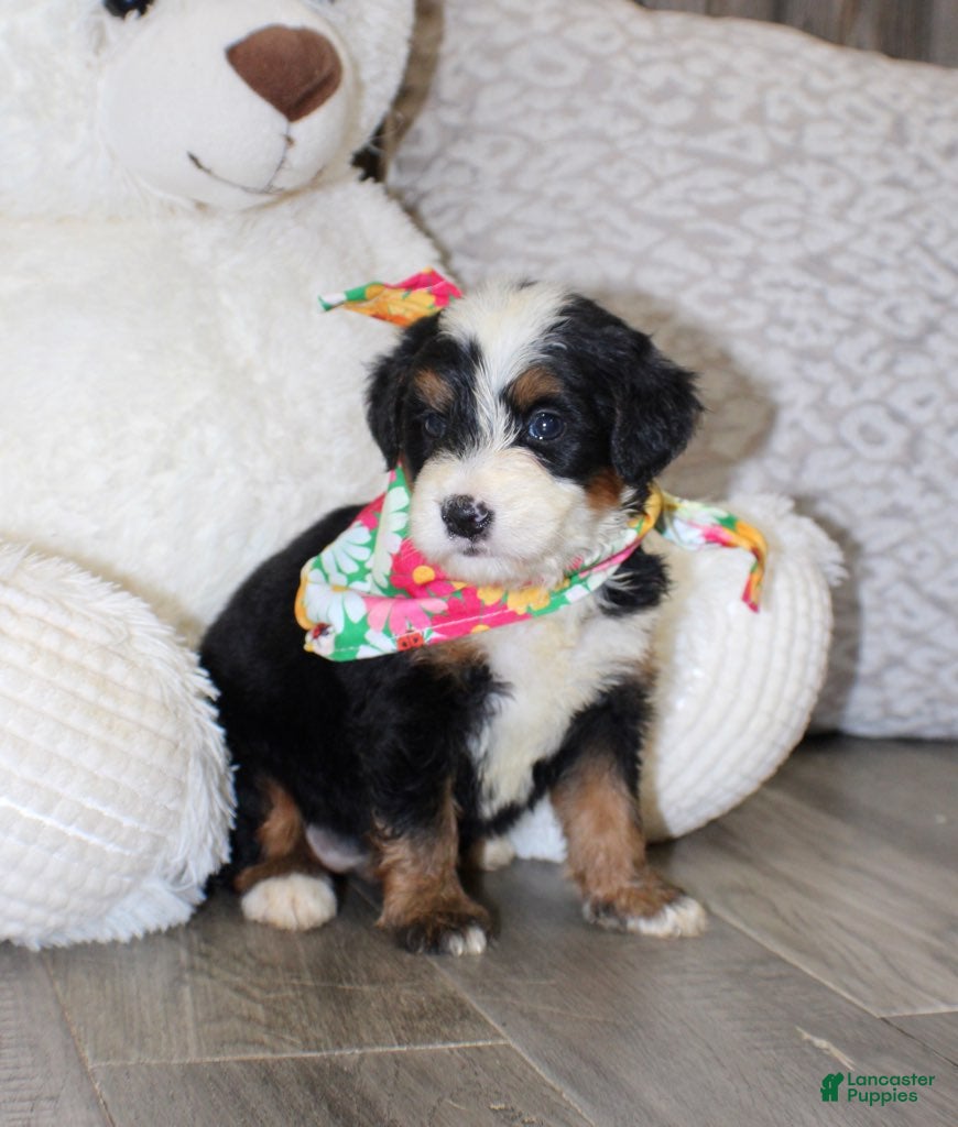 Mini Bernedoodle dogs Bonnie - Ad 1