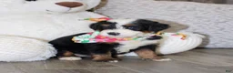 Mini Bernedoodle dogs for sale: Bonnie - Ad 1