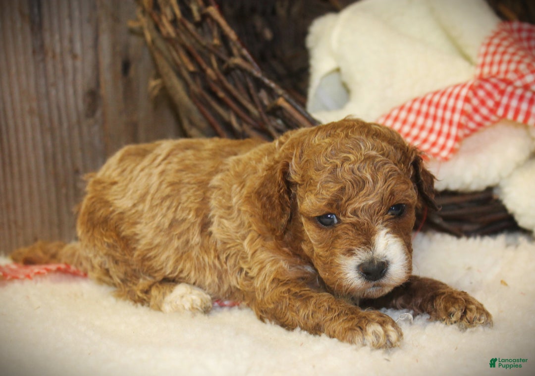 Cavapoo dogs for sale: Trix - Ad 4