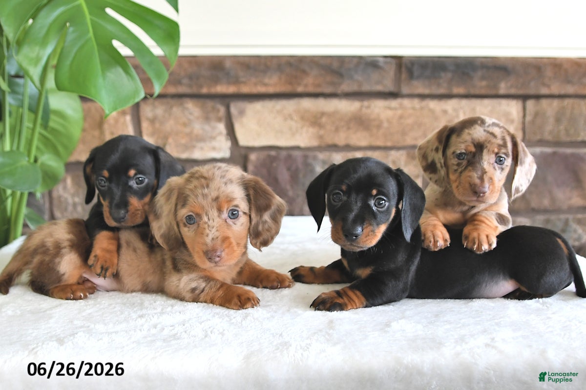 Miniature Dachshund dogs Pheonix - Ad 2