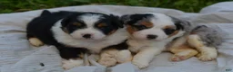 Aussiedoodle dogs for sale: Steak - Ad 18