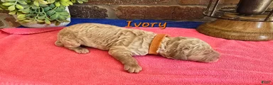 Mini Goldendoodle 8
