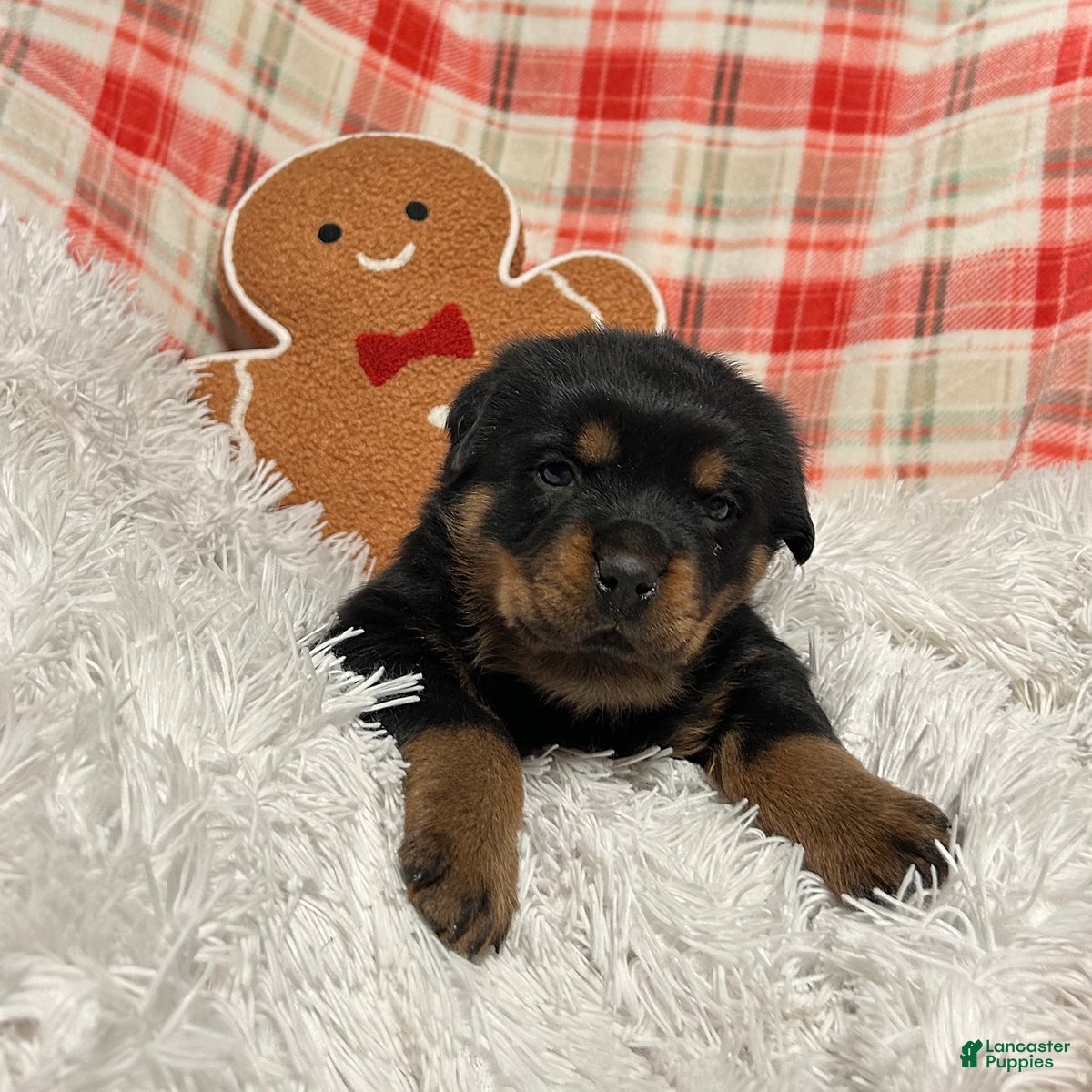 Rottweiler dogs Chase - Ad 5