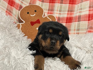 Rottweiler dogs Chase - Ad 5