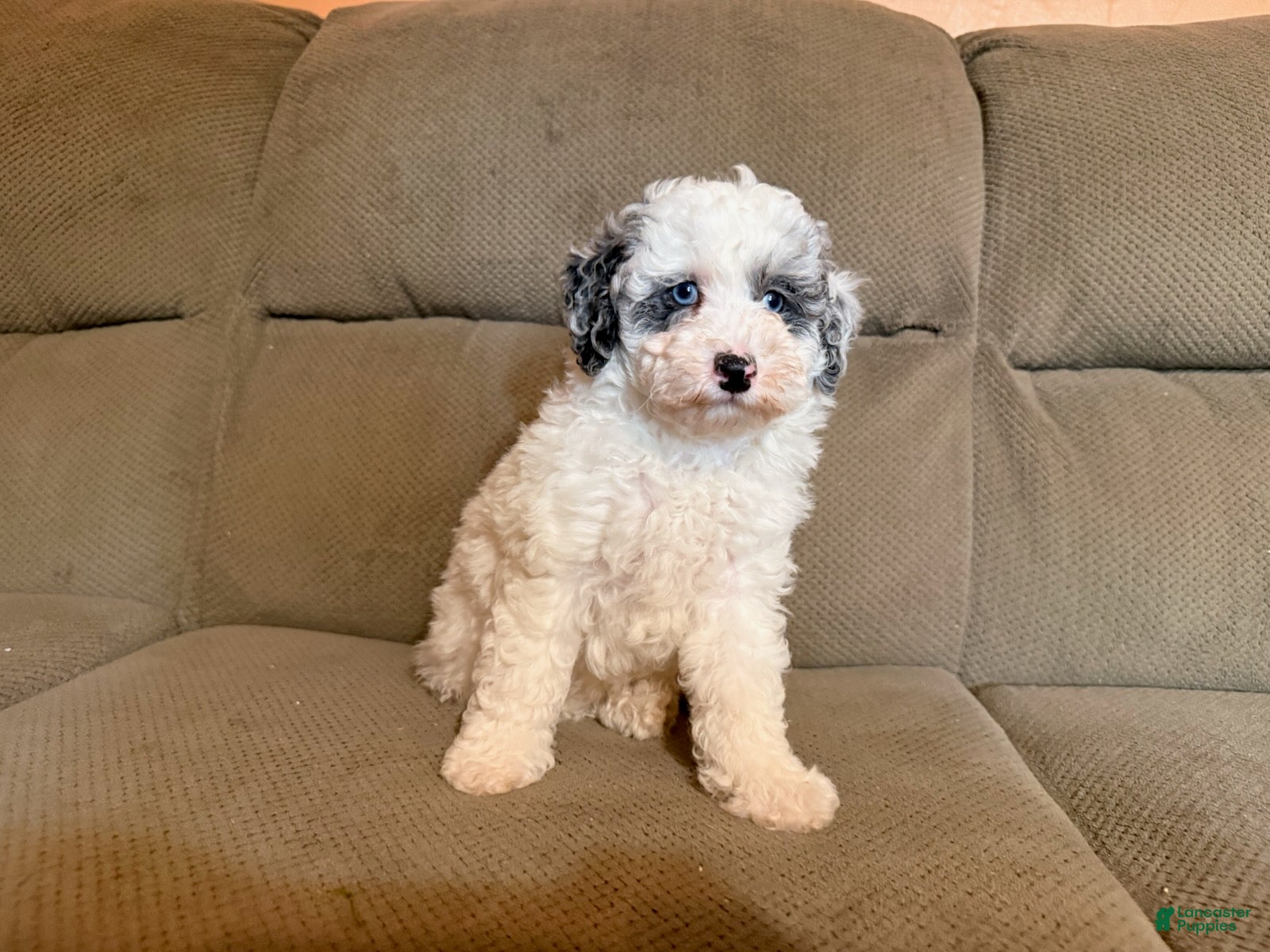 Miniature Poodle dogs Sparky - Ad 1