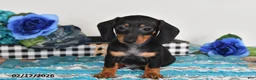 Miniature Dachshund dogs for sale: Freddie - Ad 2