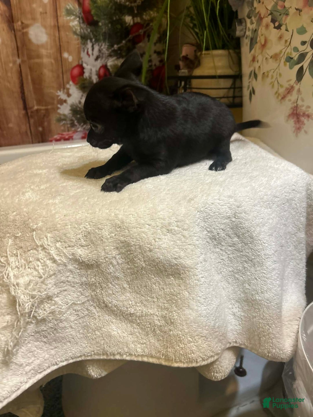 Chihuahua dogs for sale: Chihuahua Puppy 1 - Ad 3