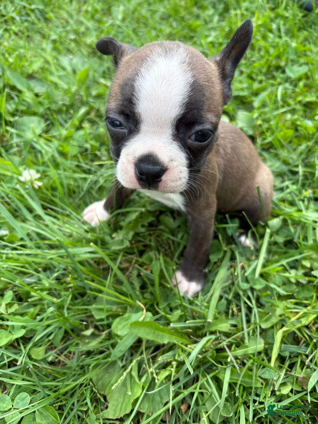 Boston Terrier dogs for sale: Boston Terrier 2 - Ad 1