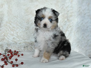 Australian Shepherd dogs Dasher - Ad 10