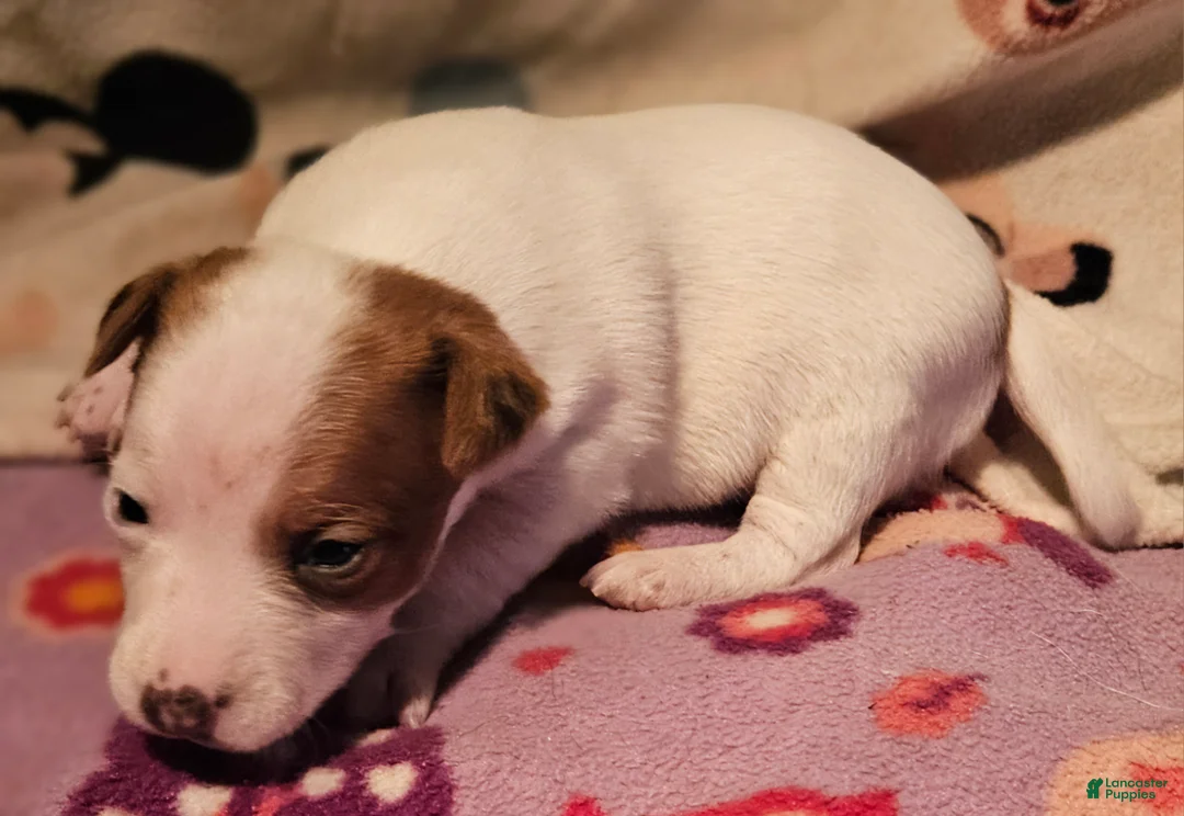 Chihuahua dogs for sale:  Ellie - Ad 2