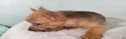 Mixed Breed dogs for sale: NOAH - Ad 4