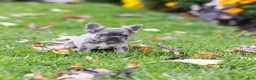 French Bulldog dogs for sale: Winston - Ad 2