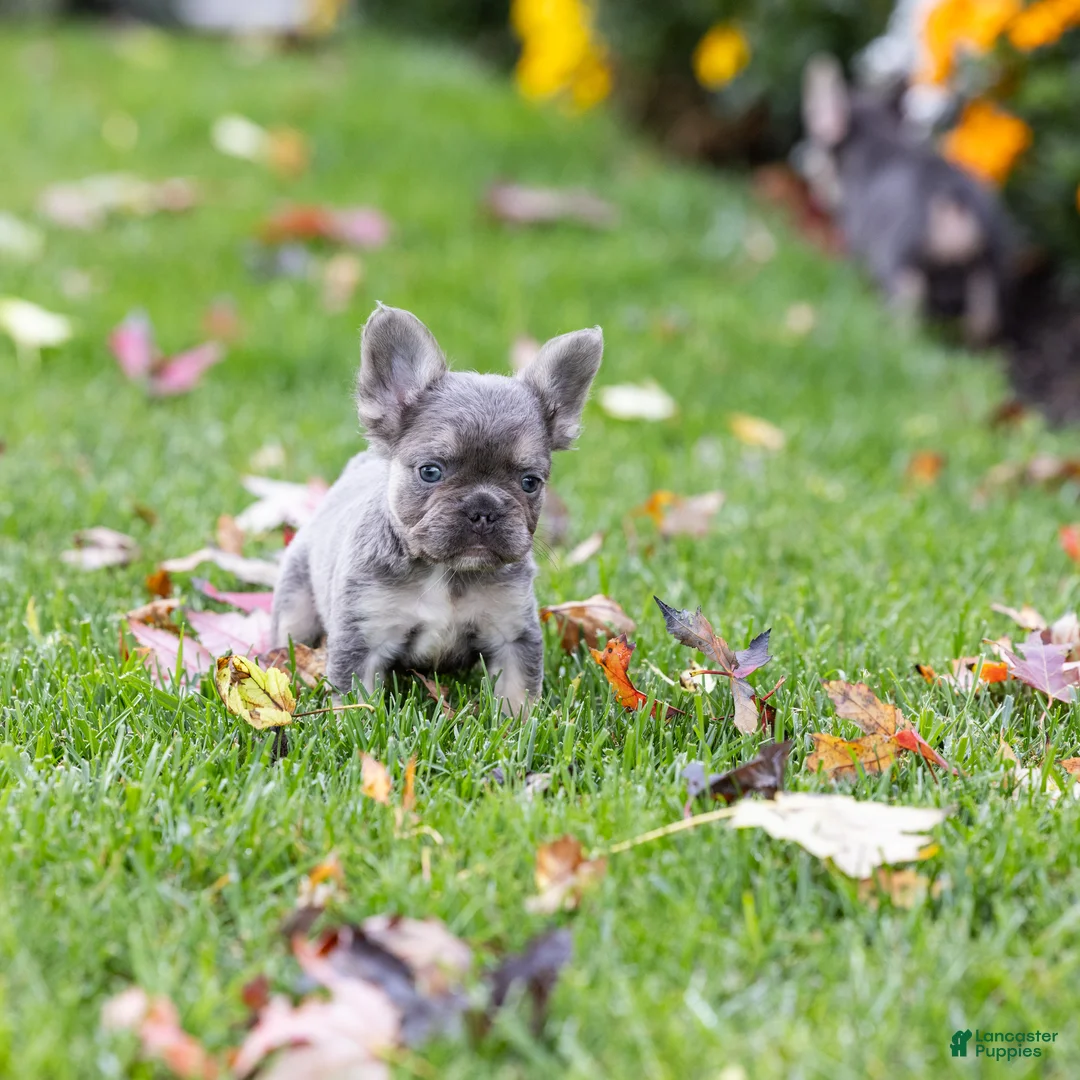 French Bulldog dogs for sale: Winston - Ad 2
