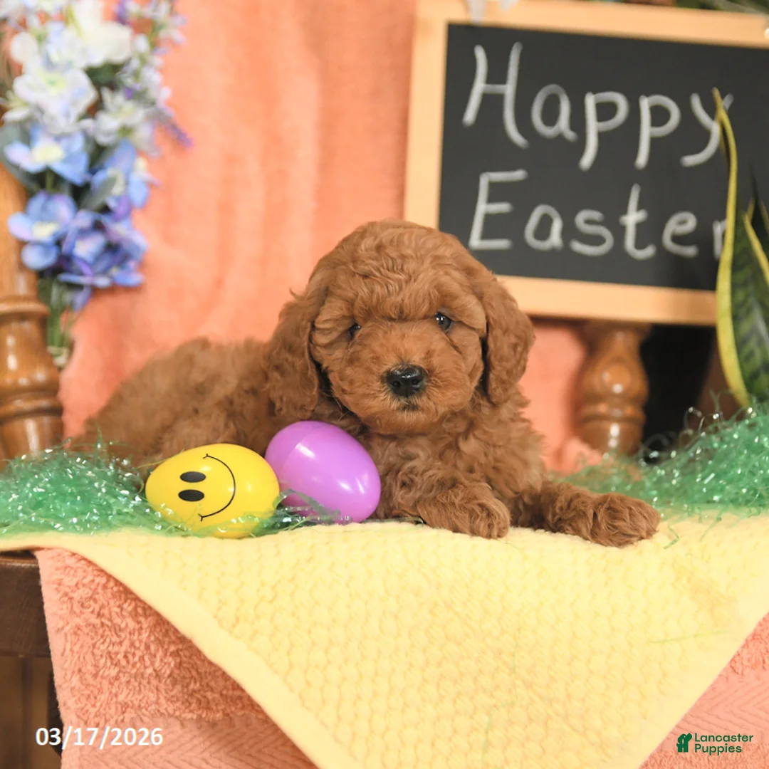 Mini Goldendoodle dogs for sale: Sugar - Ad 5