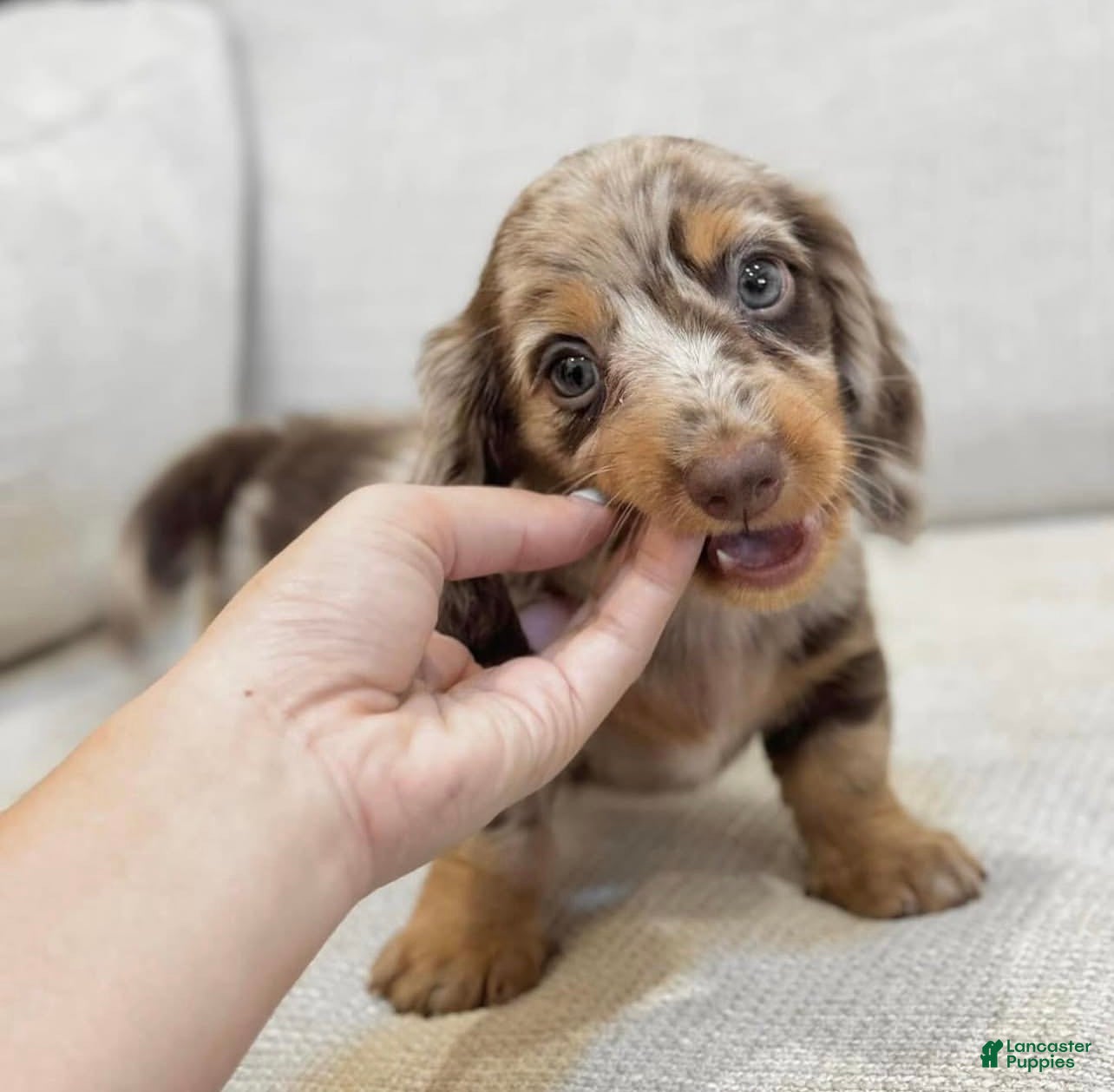 Dachshund dogs Dachshund Puppy 1 - Ad 30