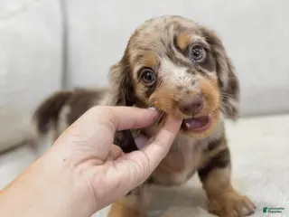 Dachshund dogs Dachshund Puppy 1 - Ad 30