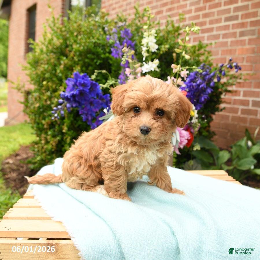 Maltipoo dogs for sale: Lacie - Ad 3