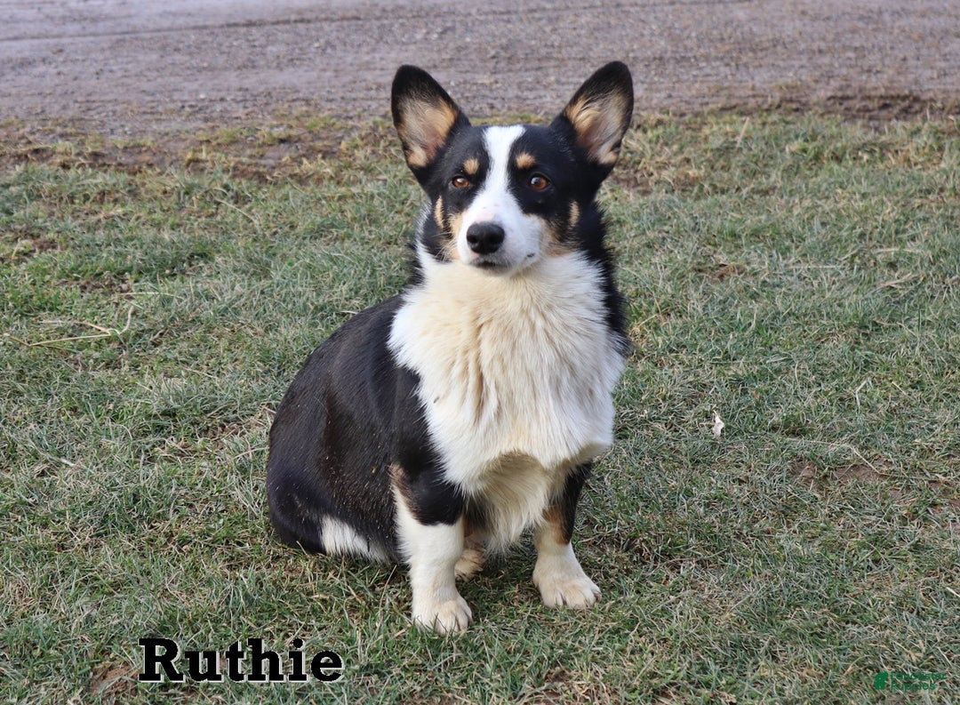 Welsh Corgi Pembroke dogs for sale: Comet - Ad 6